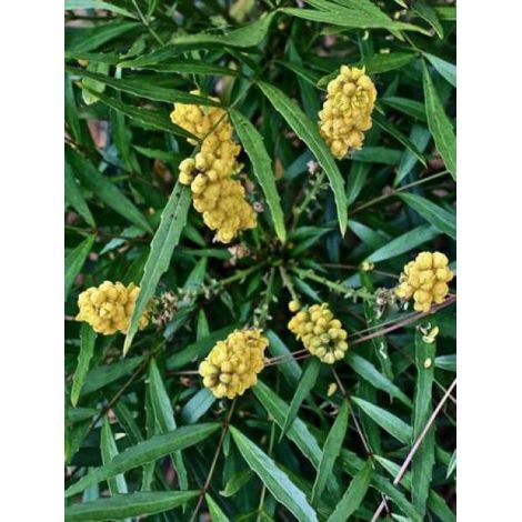 Mahonia eurybracteata 'Soft Caress' Pot de 3L/4L (1/4)
