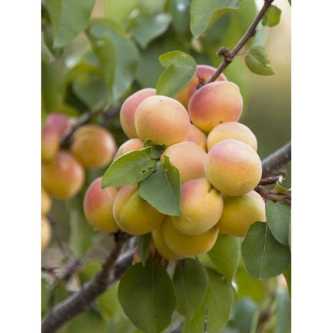 Abricotier aprium 'Cot'n Candy' Pot de 7,5L/10L, Gobelet (1/2)