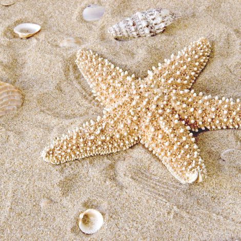 Tableau bord de mer sable & coquillage | Tableau marin étoile de mer pour salle de bain | Tableau sur toile été pour couloir 0,5 x 0,5 m (1/2)