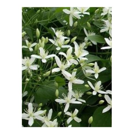 Clématite d'Armand 'Little White charm' Pot de 2L/3L