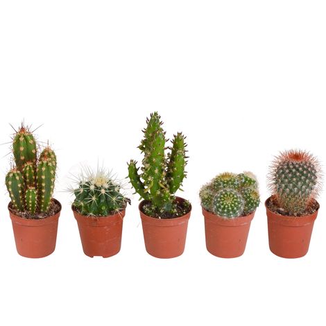 Lot de 5 Cactus Assortis - Mélange de Formes et Couleurs - Ø 5,5 cm - Décoration Intérieure - PANGIVO (1/5)