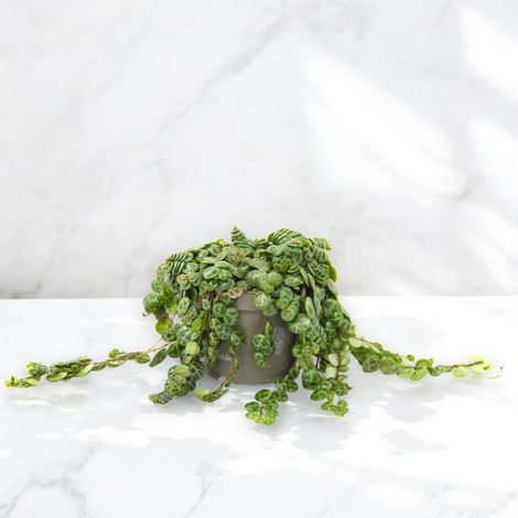 Gardenaria Peperomia prostrata - Pianta da interno ornamentale - Altezza: 30 cm (vaso 14) (1/5)