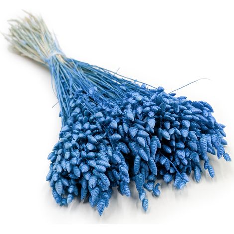 Getrocknete Zitterpflanze (Briza maxima) – Blau (1/5)