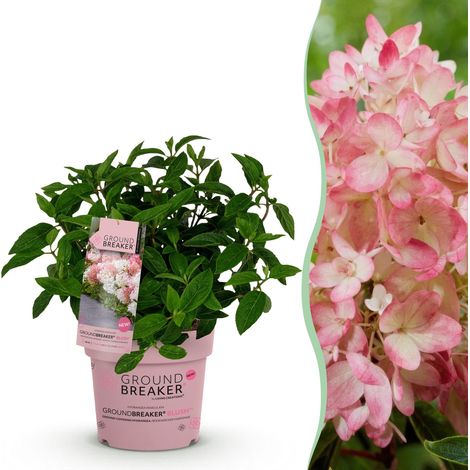Hortensia Paniculé Groundbreaker Blush - Plante de Jardin Rustique Rose - Pot 14 cm - 1 Pièce - PANGIVO (1/5)