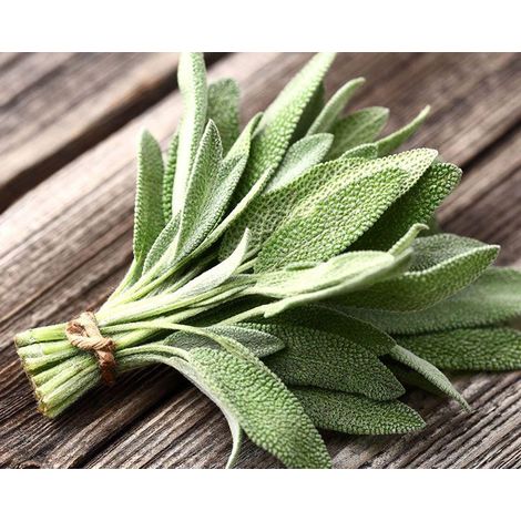 100Gram - Salvia officinalis - sage leaves (dried on order) Herb/Medicinal