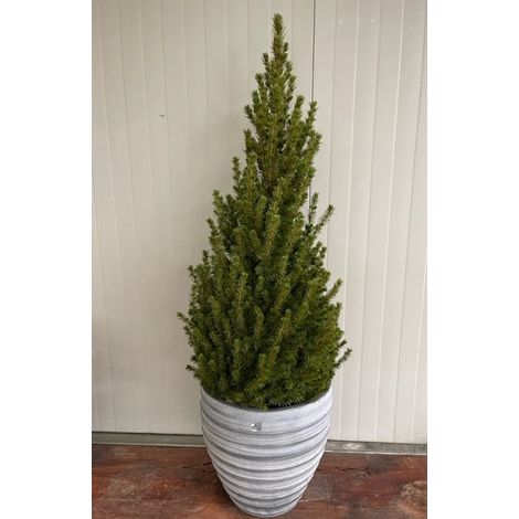 PICEA GLAUCA ‘CONICA’ (O ‘ALBERTIANA ‘CONICA’) ABETE DEL CANADA H 100cm