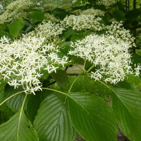 Cornouiller discuté - Cornus controversa - 60-80 cm pot (1/5)