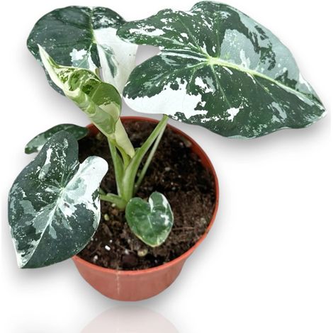 Gardenaria Alocasia 'Frydek' variegata - Pianta da interno ornamentale - Altezza: 20 cm (vaso 10) (1/2)