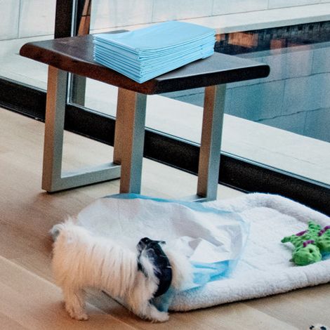 Lot de 300 Tapis d'Entraînement pour Chien Anti-fuite 5 Couches 60 x 43 cm Maison Chic (1/5)