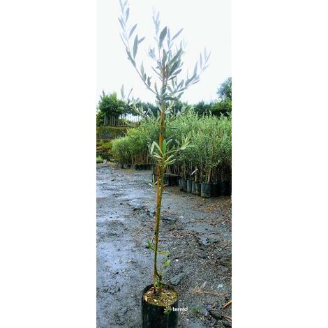 1 plant /tree (approx 1m) - olea europea (giaraffa) olive