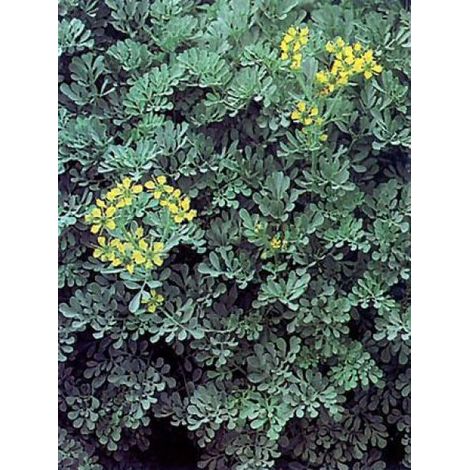 Rue 'Jackman's Blue' Godet de 8/9 cm (1/2)
