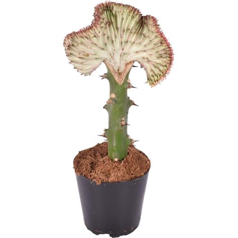 Euphorbia lactea Cristata - Cactus Corail - Plante d'Intérieur Rouge et Vert - 35 cm - ø12 cm - PANGIVO