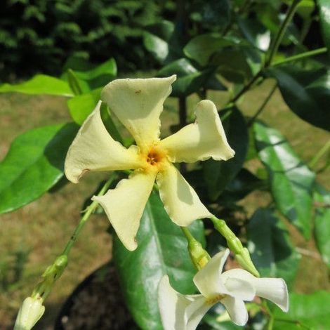 Gardenaria Falso Gelsomino - Trachelospermum jasminoides 'Christabel Bielenberg' - Pianta rampicante ornamentale da esterno - Altezza: 100/125 cm (vaso19) (1/2)