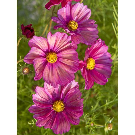 Cosmos 'Xsenia' le sachet de 50 graines (1/2)