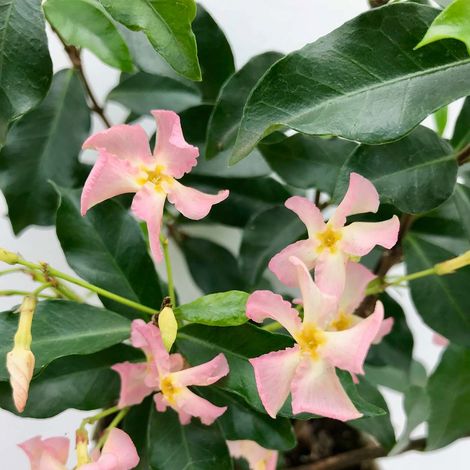 Bloomique - Trachelospermum jasminoides - Jasmin étoilé rose - Plantes grimpantes - Plantes de jardin - Persistantes - Rustiques - Hauteur 50-70 cm - Pot 15 cm