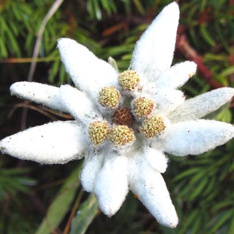 4 x Edelweiss des Alpes - Leontopodium alpinum  - godet 9x9 cm