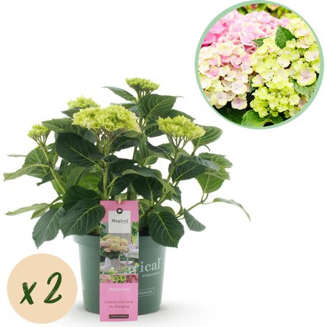 Lot de 2 Hortensias de Jardin Hydrangea Magical Jewel Pink Rose - 6-10 Fleurs - Pot 23cm H55cm - PANGIVO (1/5)