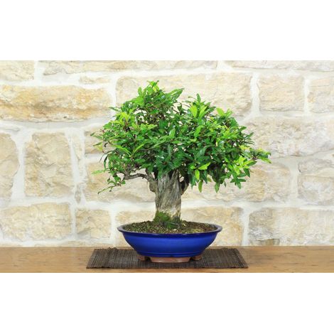 Bonsai di Melograno (155) (1/5)