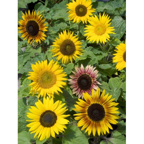Soleil, Tournesol 'Paquito' le sachet de 40 graines (1g)