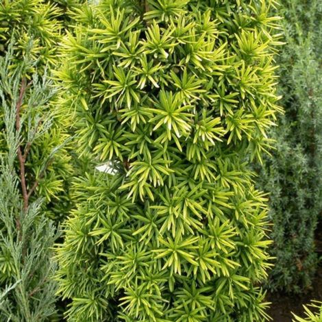 If commun Fastigiata David - Taxus baccata Fastigiata David 50/60cm Pot 11L (1/4)