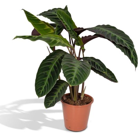 Calathea Warscewiczii Plante d’Intérieur Feuillage Décoratif Pot 19 cm Hauteur 70 cm - PANGIVO (1/5)