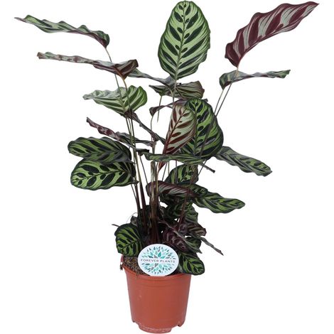 Calathea Makoyana - Plante Verte d'Intérieur au Feuillage Décoratif - Pot Ø21 cm - Hauteur 70 cm - PANGIVO (1/4)