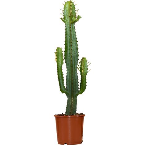 Bloomique - Euphorbia Acrurensis - Euphorbe - Cactus Cowboy - Plante cactus - Plantes d’intérieur - Hauteur 60-70 cm - Pot 17 cm (1/5)