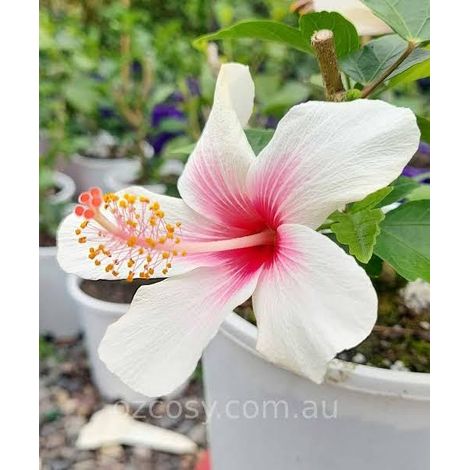 hibiscus 3 cuttings single white