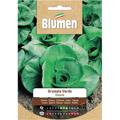 SEMI CICORIA GRUMOLO VERDE BIOLOGICA BLUMEN