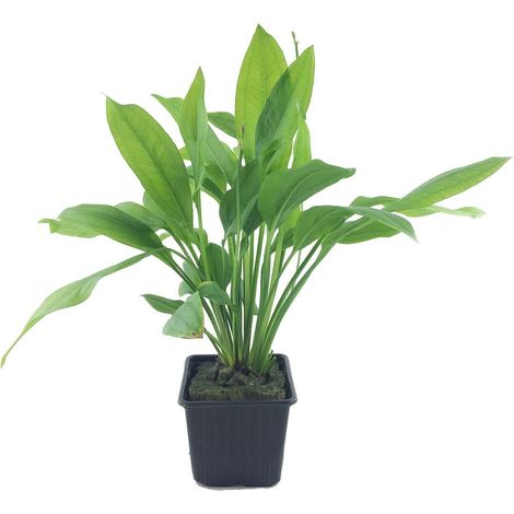 Mutterpflanze Aquariumpflanze Echinodorus grisebachii 'Bleherae' XL Nr.371 XL