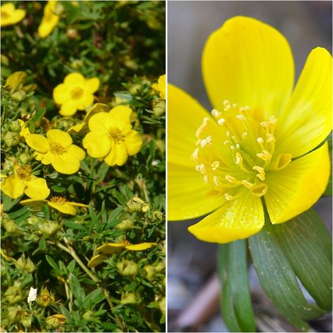 Semillas de Potentilla Aurea. 2000 Semillas