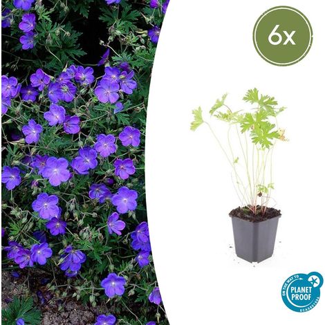 Lot de 6 Géraniums Vivaces Johnson's Blue Fleurs Bleu Vif pour Bordures Hauteur 10-25 cm Pot Ø 9 cm - PANGIVO (1/5)