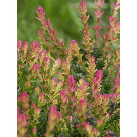 Bruyère commune, Brande 'Spring Torch' Godet de 8/9 cm