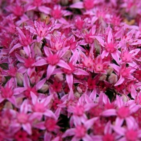 Orpin spectaculaire (Sedum spectabile) - Poivre rose Carl - Vivaces - Abeilles-Papillons - Fleurs coupées - Couvre-sols - Bulbes d'été (1/3)