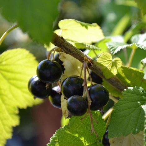 Cassis Andega/Pot de 1,5L - 20/50 cm (1/5)