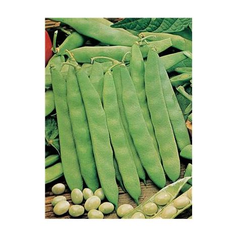 HARICOT COCO NAIN BLANC PRECOCE - 300 G - Graines