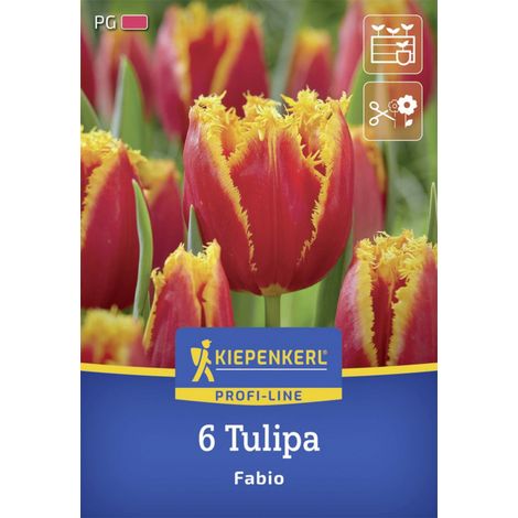 Kiepenkerl Herbstblumenzwiebel Tulpe Fabio 6 Stück (1/2)