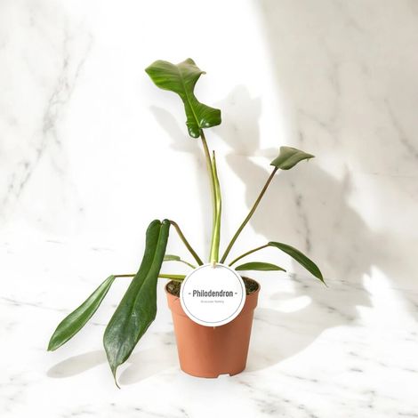 Gardenaria Philodendron 'Joepii' - Pianta da interno ornamentale - Altezza: 40 cm (vaso 12) (1/5)