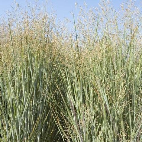 Panic érigé Heavy Metal, Panicum/Pot de 3L - Touffe (1/5)