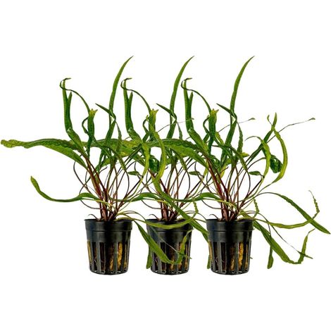 Aquarium Pflanze 3 Stück Cryptocoryne balansae Topf Nr.309B