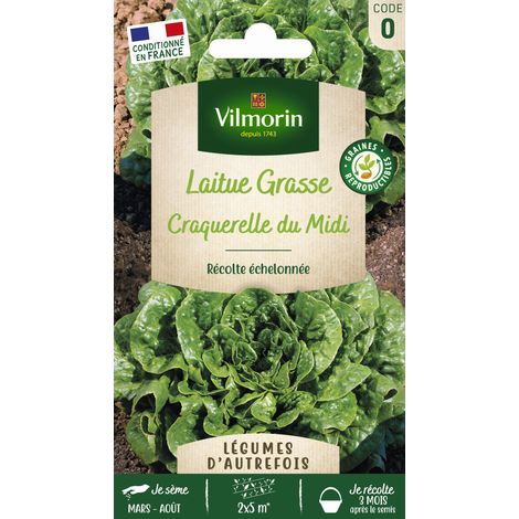 Laitue Craquerelle du Midi - Légumes d'Autrefois Vilmorin (1/2)