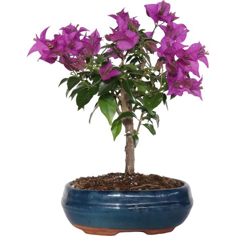 Bonsai Bouganville Sanderiana - Bouganvillea - Piante Fiorite - H 30-40 cm Vaso Ø 19 cm