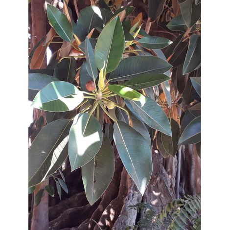 Ficus Macrophylla (Moreton Bay Fig) 3 cuttings/cuttings strangler tree