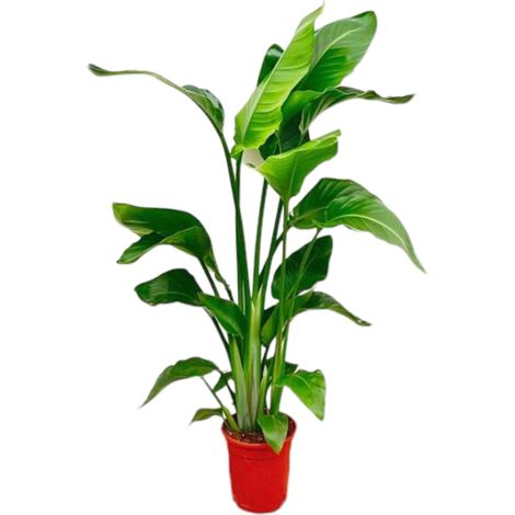 Strelitzia Nicolai Oiseau du Paradis Blanc Plante Verte Tropicale Hauteur 70-100 cm Pot ø17 cm - PANGIVO (1/4)