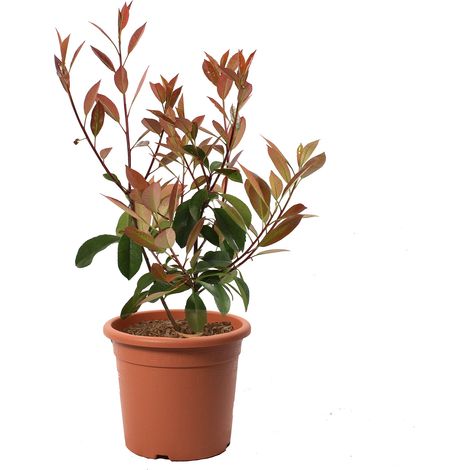 Photinia × Fraseri Red Robin - Piante Vere da Siepe - H 40-50 cm Vaso Ø 18 cm (1/2)