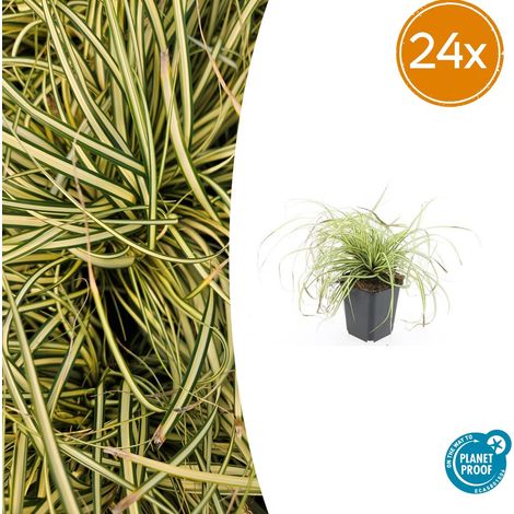 Lot de 24 Carex oshimensis 'Evergold' Graminée Ornementale Couvre-sol Doré et Vert Pot Ø 9 cm - PANGIVO (1/5)