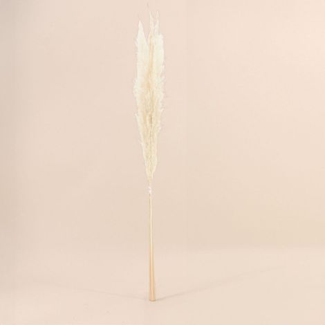 Bouquet fleurs séchées 5 pampas 100cm