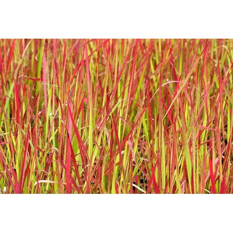 Gardenaria Imperata cylindrica 'Red Baron' - Graminacea ornamentale da esterno - Altezza: 40 cm (vaso 17) (1/2)