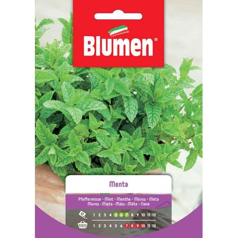 SEMI DI MENTA