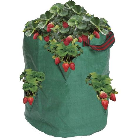Plant Strawberry Herb Bag 38cm Polyethylene Large Green Garland (1/3)